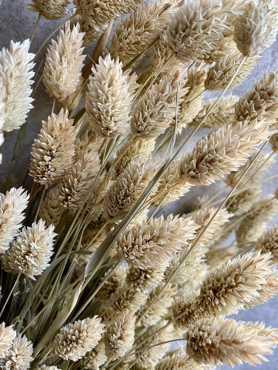 Dried Phalaris, Natural Pale Green