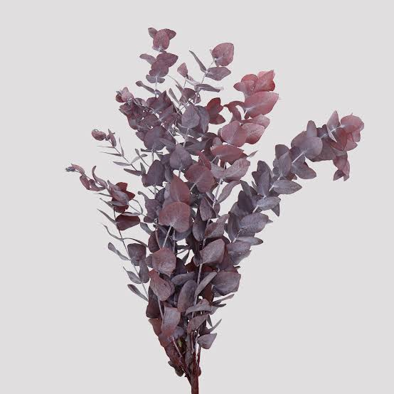 Preserved Burgundy Eucalyptus