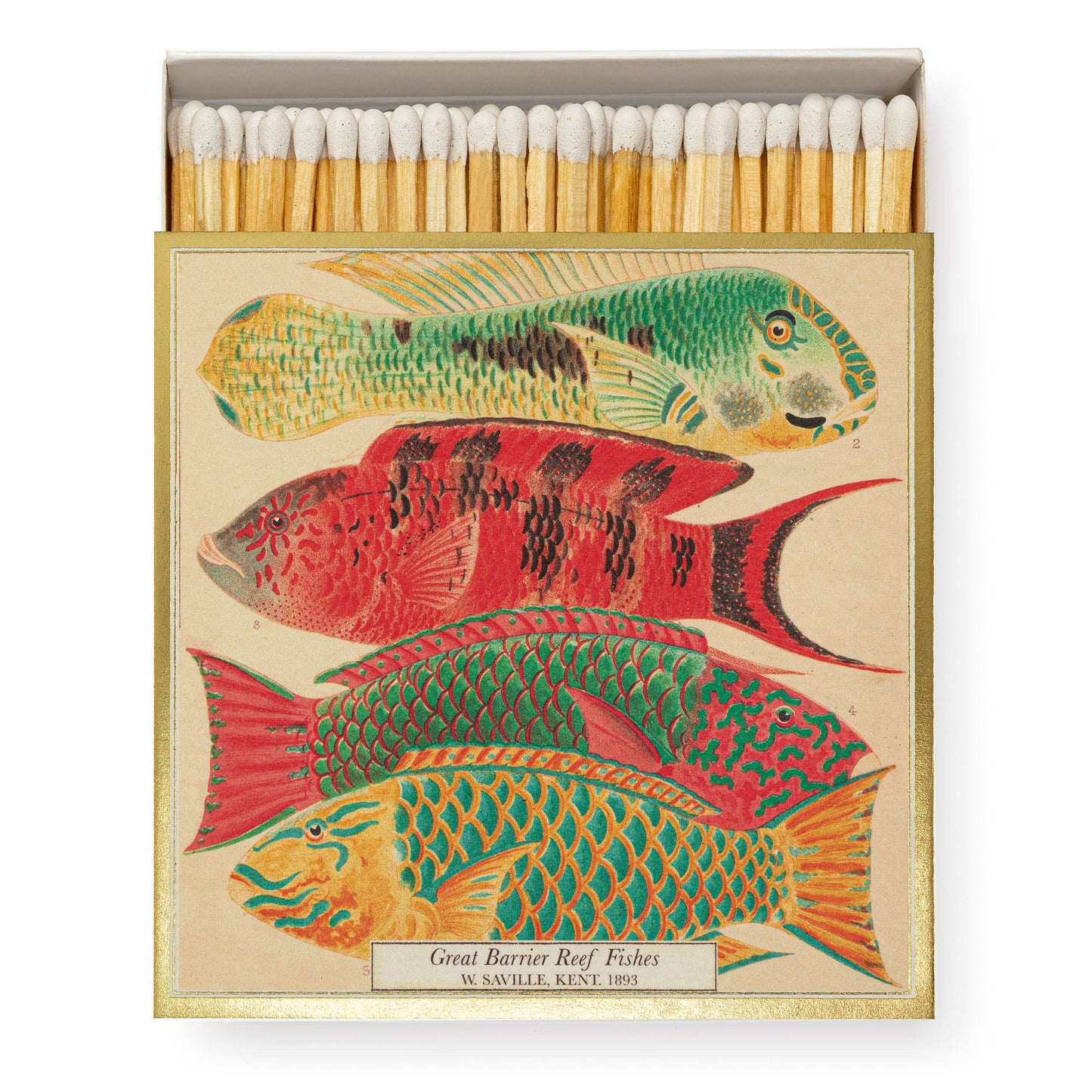Museum Fish Matches