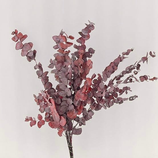 Eucalyptus, Dusky Red