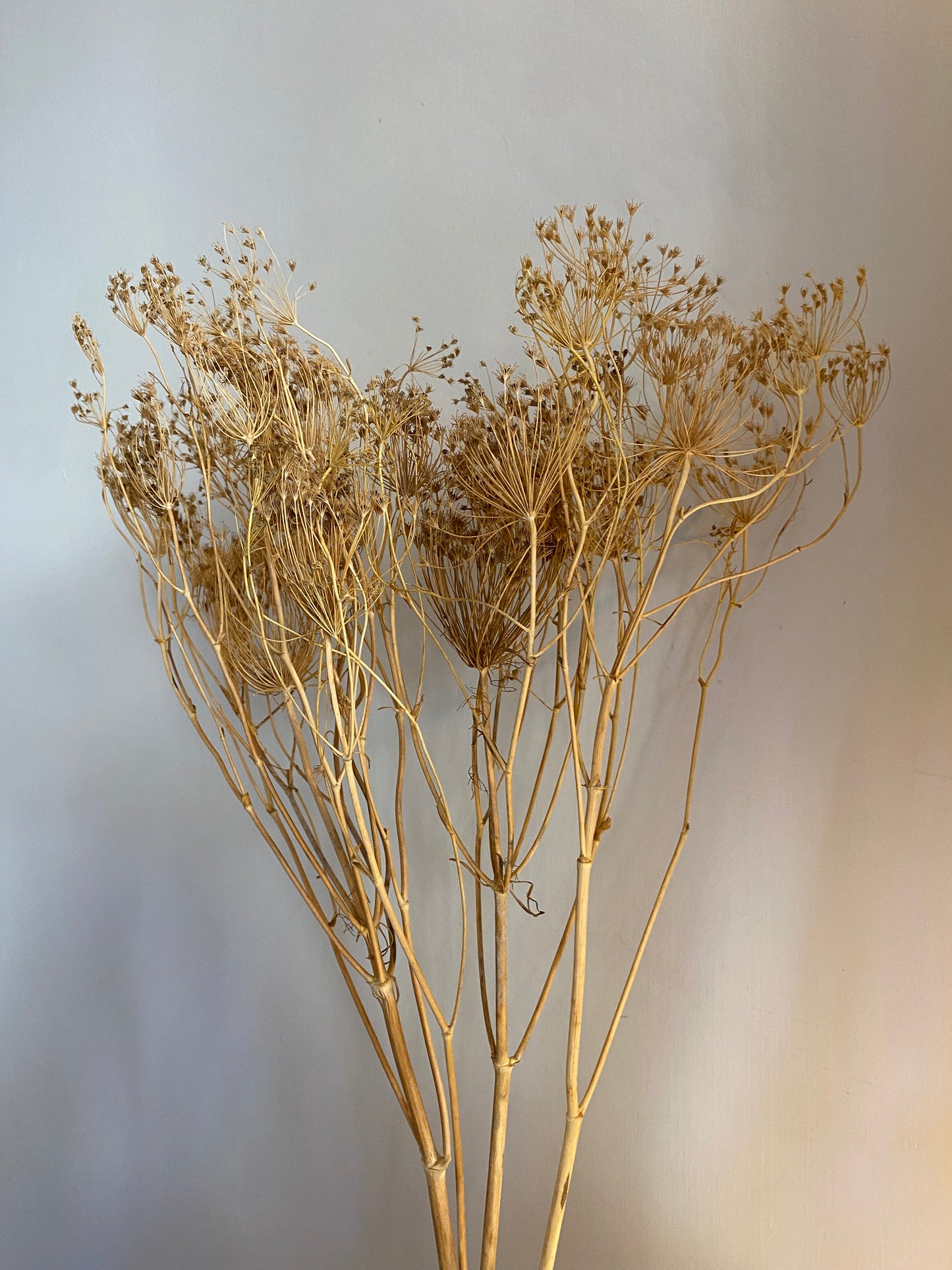 Seed Head Bunch