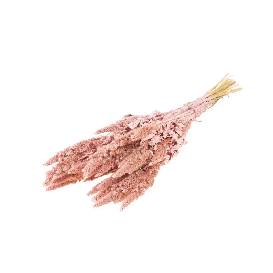 Amaranthus Misty Pink