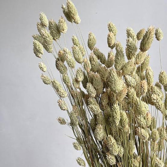 Dried Phalaris, Natural Pale Green