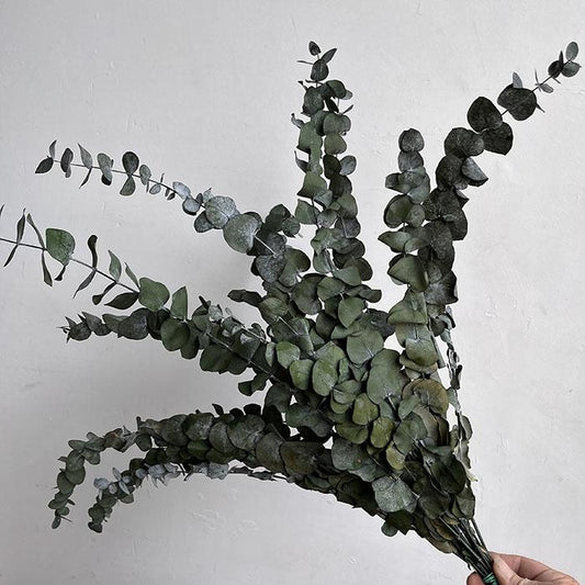 Preserved Eucalyptus, Sage Green