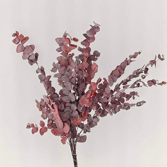 Eucalyptus, Dusky Red