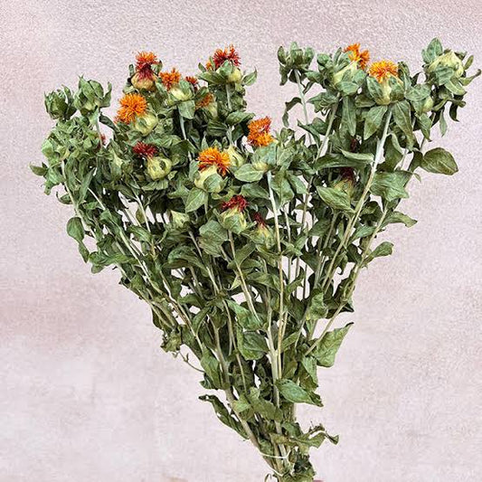 Carthamus Flowers, Natural Orange