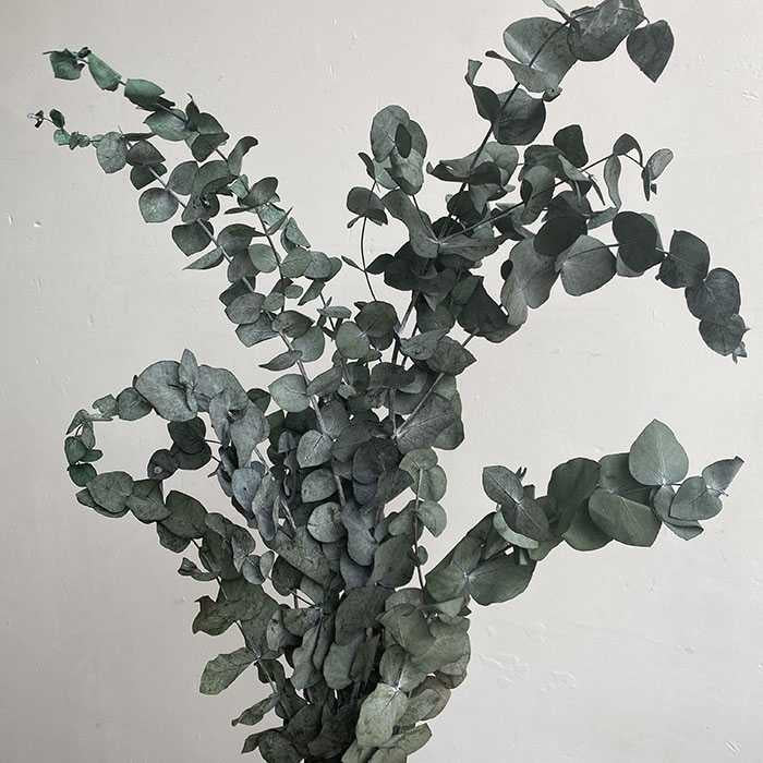 Preserved Eucalyptus, Sage Green