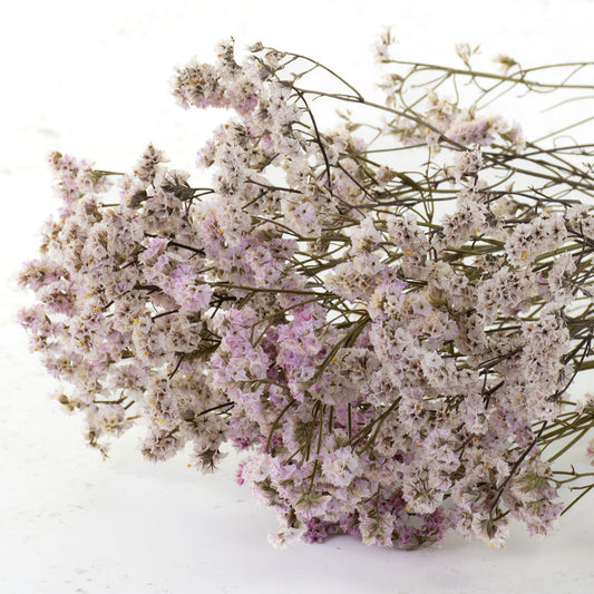 Sea Lavender, Natural Pink
