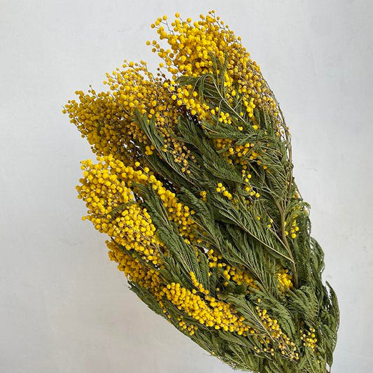 Dried Mimosa Bunch