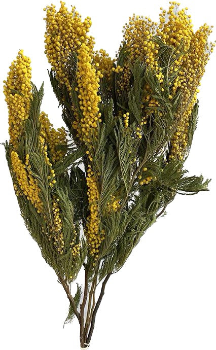 Dried Mimosa Bunch