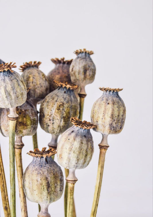 Dried Poppy Seed Heads